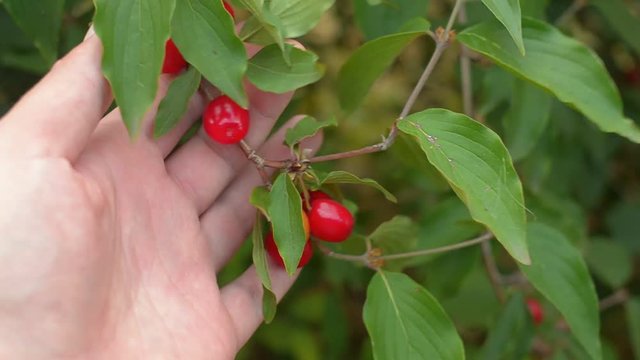 Male hand holding branch with red cornus mas, cornelian cherry dogwood.