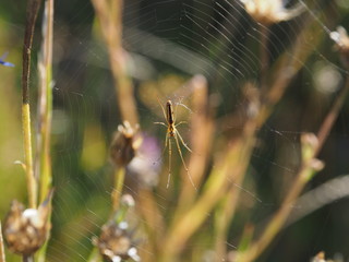 Spinne