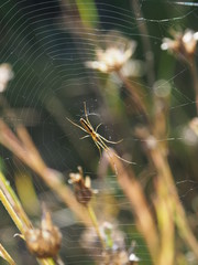 Spinne