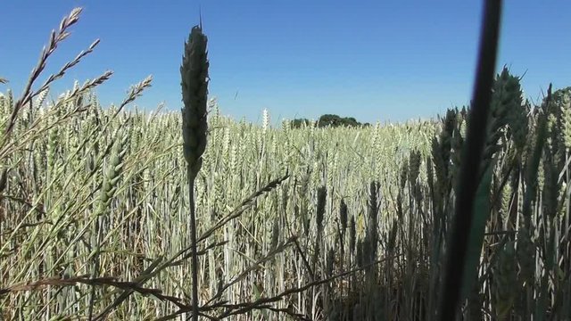 Close up of wheat ready for harvesting