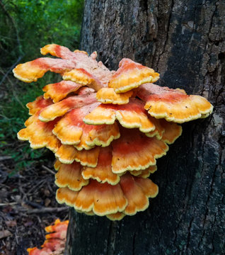 Mushroom clusters growing on a tree