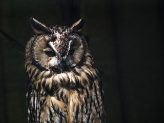 Eule Tierpark Grünau