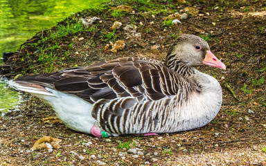 Gans Tierpark Grünau