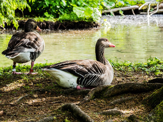 Gans Tierpark Grünau