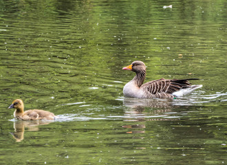 Entenfamilie Tierpark Grünau