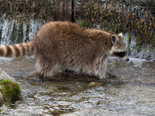 Waschbär Tierpark Grünau