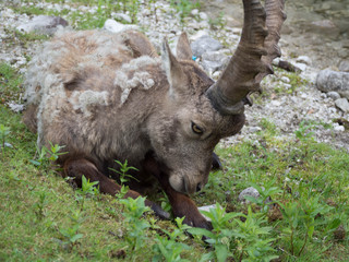 Steinbock Ziege Tierpark Grünau
