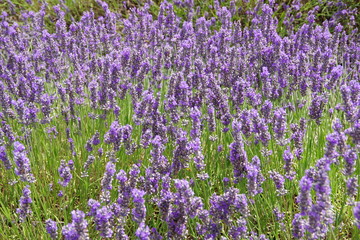 lavender flowers in UK