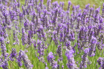 lavender flowers in UK