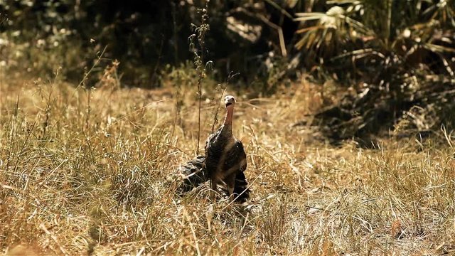 Wild Bird On Yellow Grass Field.  
