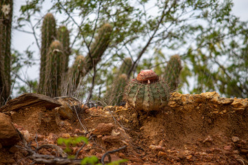 Coroa de frade na natureza Melocactus Zehntneri