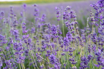 Obraz na płótnie Canvas lavender flowers in UK