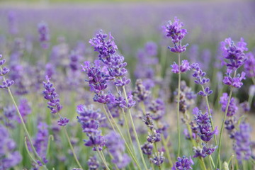 lavender flowers in UK