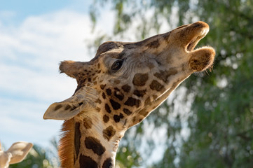 Giraffe Head Up Mouth Open