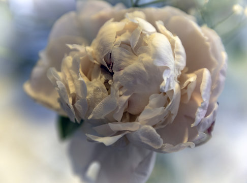 Creamy White Peony