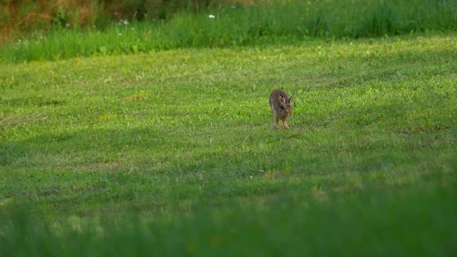 A wild hare running in slow motion