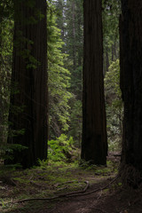 Montgomery Redwood Forest