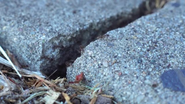 Ants crawling in crack on sidewalk.