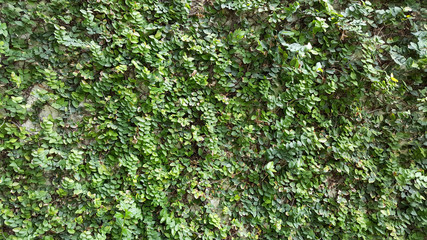 Coatbuttons, Mexican daisy. tree small leaf planted on the wall as an ornamental plant for decorate a house wall or fence. Ficus pumila.