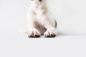 Dog Paws on Isolated White background