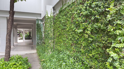 Coatbuttons, Mexican daisy. tree small leaf planted on the wall as an ornamental plant for decorate a house wall or fence. Ficus pumila.