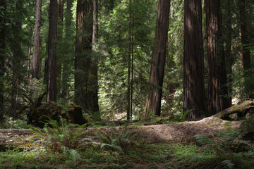 Montgomery Redwood Forest