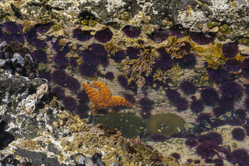 Naklejka na ściany i meble Invasive Purple Urchins with Starfish in a Tide Pool