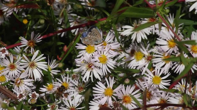 Dos insectos, Mariposa  ( Polyommatus )  y abeja,entre margaritas 
