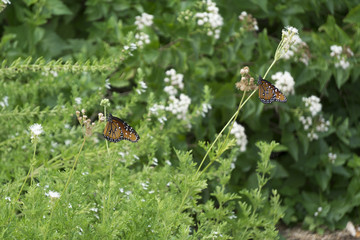 Monarch Butterflies