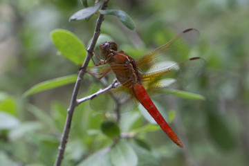 Red Dragonfly