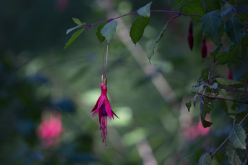 Hanging Fuchsia Flower