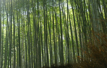 Bamboo forest-6