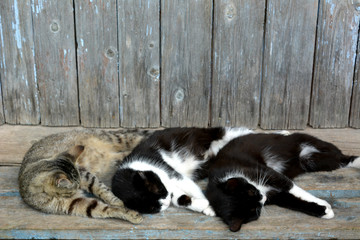 Naklejka na ściany i meble three cats sleep (rest), funny pets