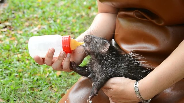 zookeeper feeding baby porcupine