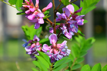 Colorful flowers of Acacia