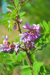 Colorful flowers of Acacia