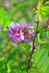 Colorful flowers of Acacia