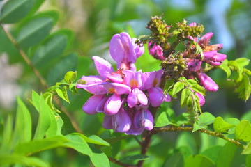 Colorful flowers of Acacia