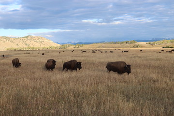Fototapeta premium Buffalo on the horizon