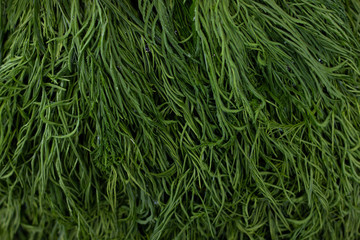 heap of green fresh organic climbing wattle . close up vegetable nutrition textured background