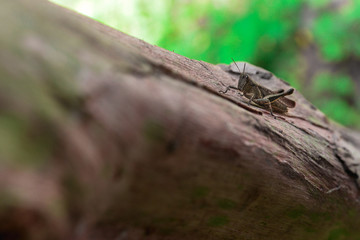 Tiny cricket macro closeup