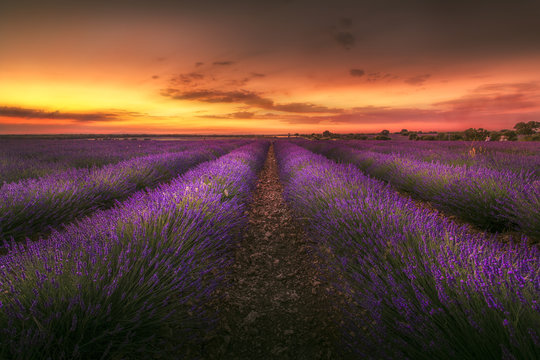 atardecer entre lavandas