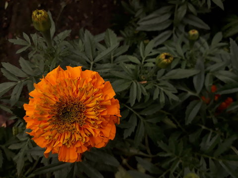 Agujeros verdes en flor
