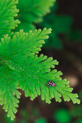 Little bug sitting on a leaf