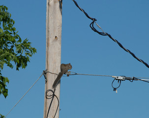 An Eastern Gray Squirrel sitting on a utility pole wire while eating.