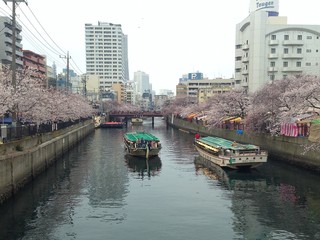 川辺に桜が咲く運河に行きかう観光船
