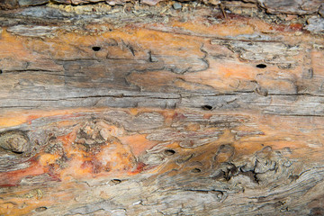 Close up texture of cedar tree bark