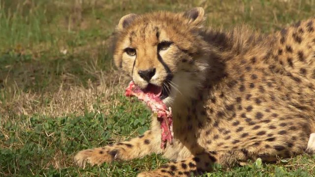 Young Cheetah eating meet, CLOSE UP, SLOW
