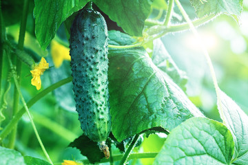 Young plant cucumber on branch with green leafs.