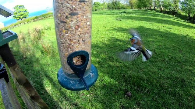 Chafinch slow motion Bird Table